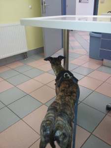 Hiding behind the table leg on his last vet visit